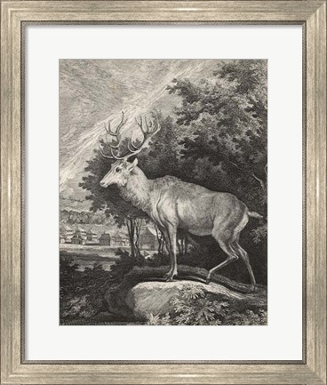 Framed Woodland Deer II Print