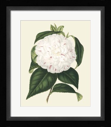 Framed Antique Camellia I Print