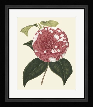 Framed Antique Camellia II Print