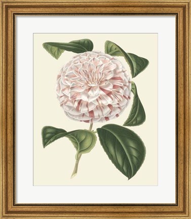 Framed Antique Camellia III Print
