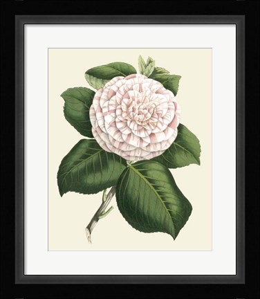 Framed Antique Camellia IV Print