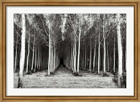 Framed Alley At Lac D&#39;uby Print