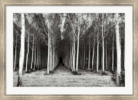 Framed Alley At Lac D&#39;uby Print