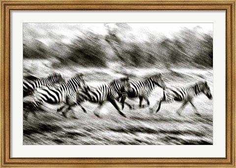 Framed Stampeding Zebra Print