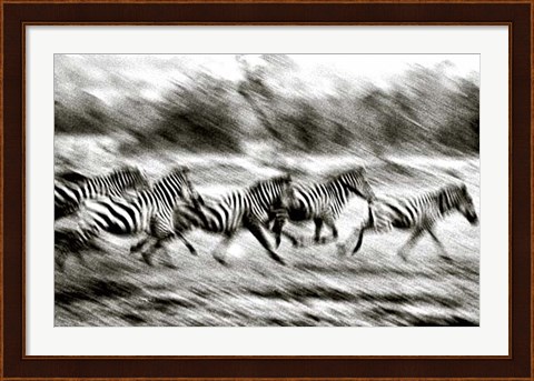 Framed Stampeding Zebra Print