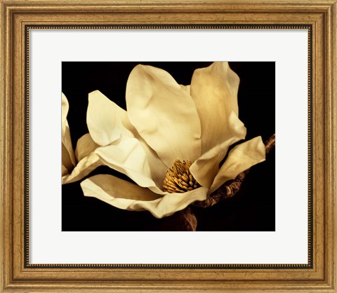 Framed Buttercream Magnolia I Print