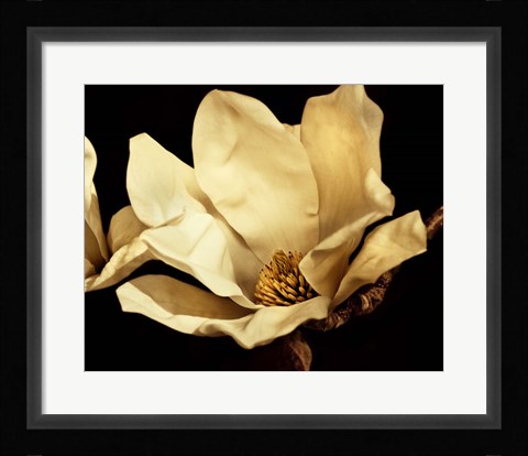 Framed Buttercream Magnolia I Print