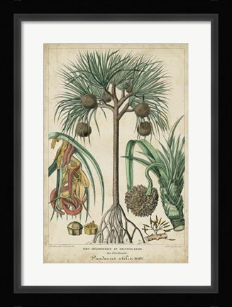 Framed Palma Exotica I Print