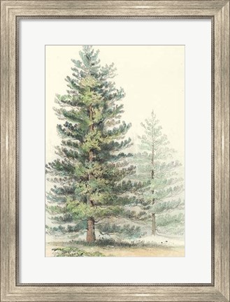 Framed Majestic Pine I Print
