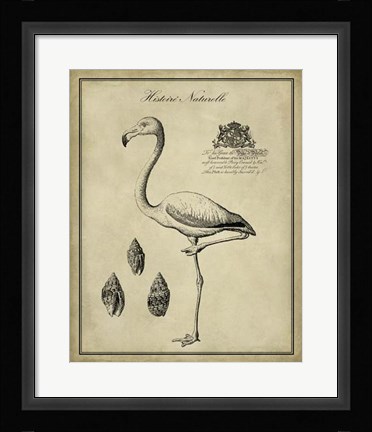 Framed Antiquarian Flamingo Print