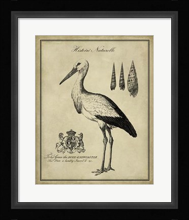 Framed Antiquarian Stork Print