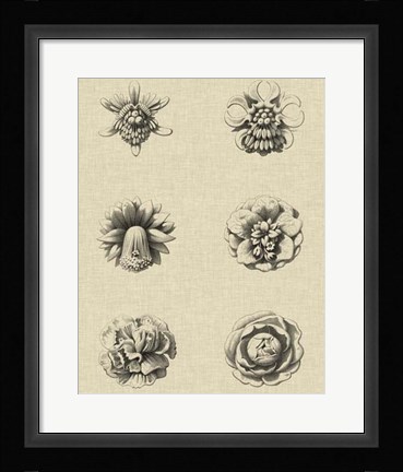 Framed Floral Rosette III Print
