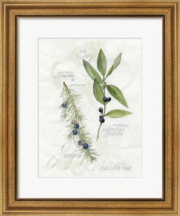 Framed Bay Leaf &amp; Juniper Print