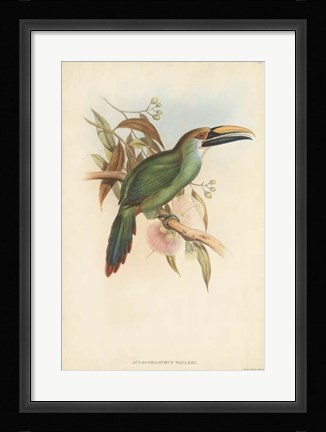 Framed Tropical Toucans I Print