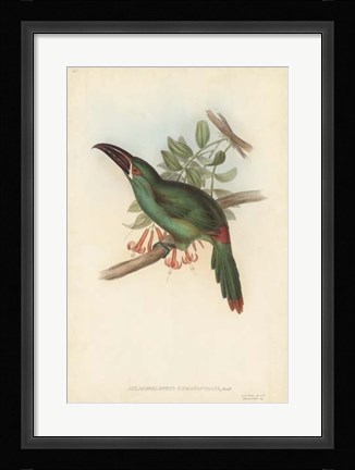 Framed Tropical Toucans II Print