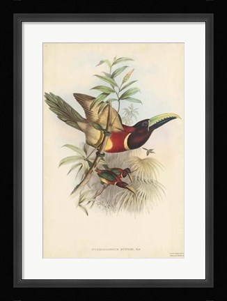 Framed Tropical Toucans III Print
