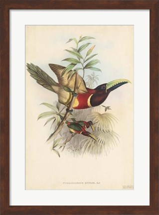 Framed Tropical Toucans III Print