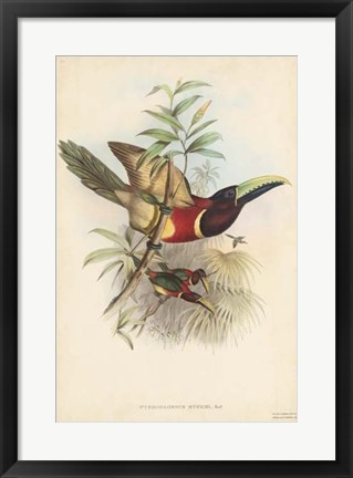 Framed Tropical Toucans III Print