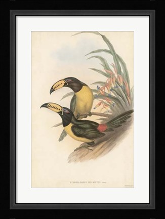 Framed Tropical Toucans IV Print