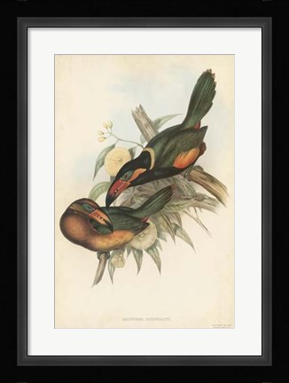 Framed Tropical Toucans V Print