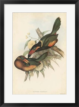 Framed Tropical Toucans V Print