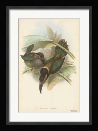 Framed Tropical Toucans VI Print