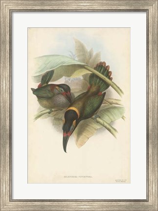 Framed Tropical Toucans VI Print