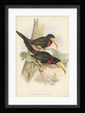 Framed Tropical Toucans VII Print