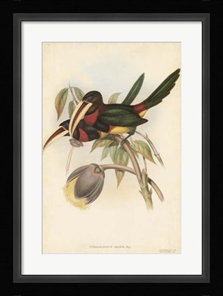 Framed Tropical Toucans VIII Print