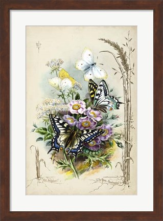 Framed Victorian Butterfly Garden V Print
