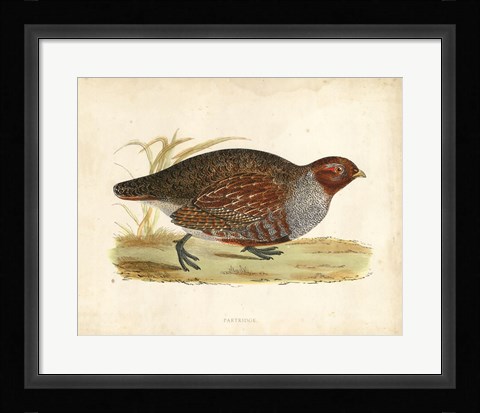 Framed Morris Pheasants I Print