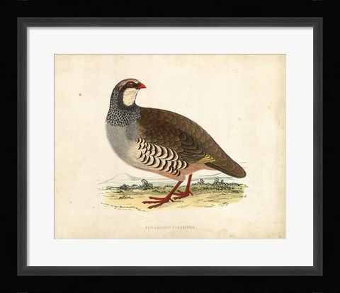 Framed Morris Pheasants II Print