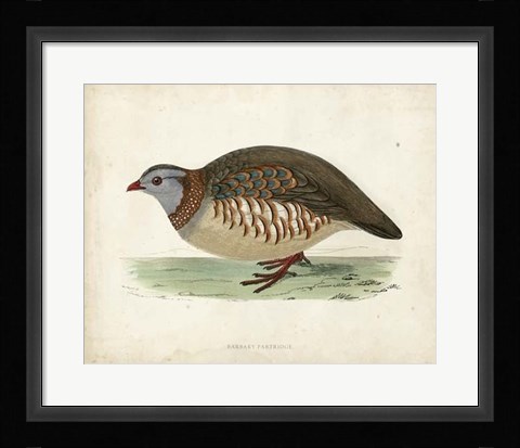 Framed Morris Pheasants III Print