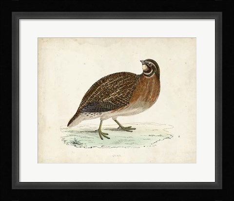Framed Morris Pheasants IV Print