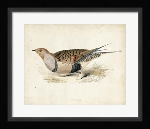 Framed Morris Pheasants V Print