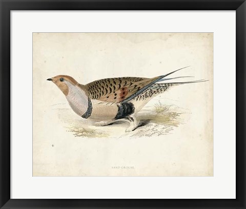 Framed Morris Pheasants V Print