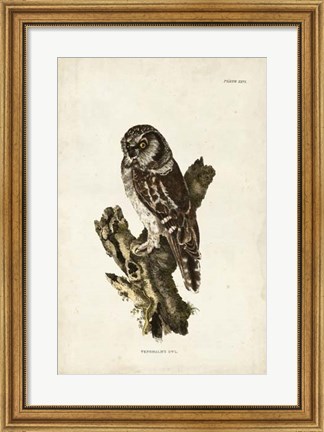 Framed Tengmalm&#39;s Owl Print