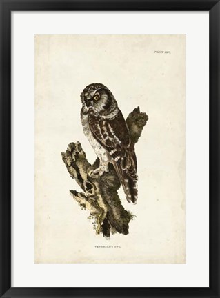 Framed Tengmalm&#39;s Owl Print