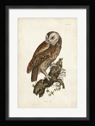Framed Tawny Owl Print