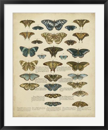 Framed Tabula de Papilio Print