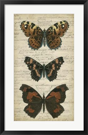 Framed Butterfly Script II Print