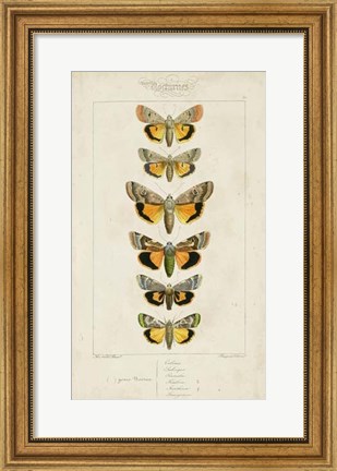 Framed Pauquet Butterflies I Print