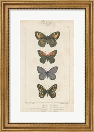 Framed Pauquet Butterflies V Print