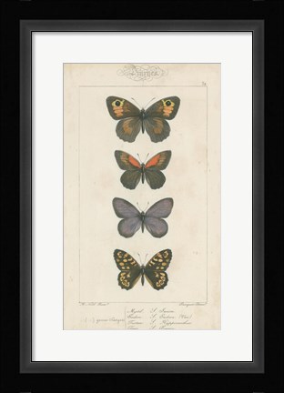 Framed Pauquet Butterflies V Print