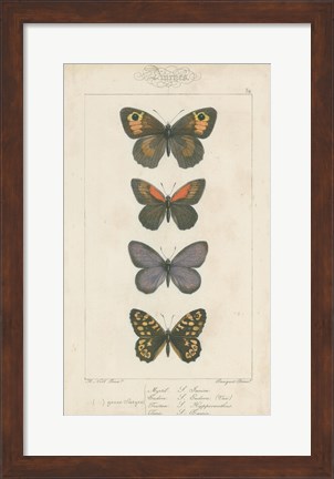 Framed Pauquet Butterflies V Print
