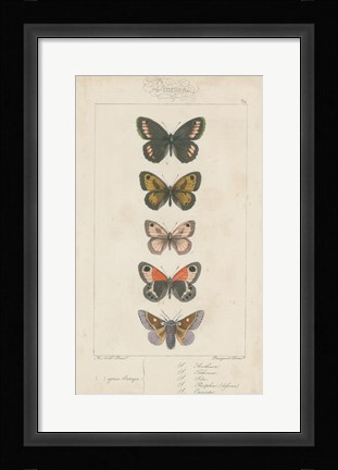 Framed Pauquet Butterflies VI Print