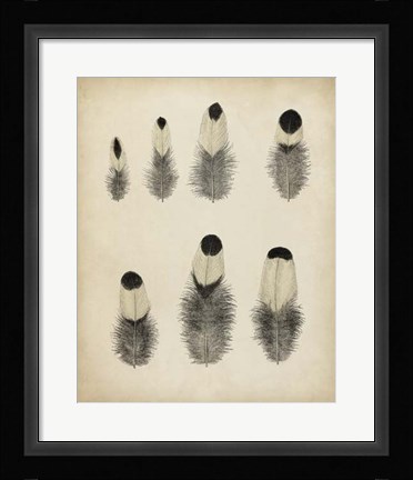 Framed Vintage Feathers II Print