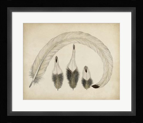 Framed Vintage Feathers IV Print
