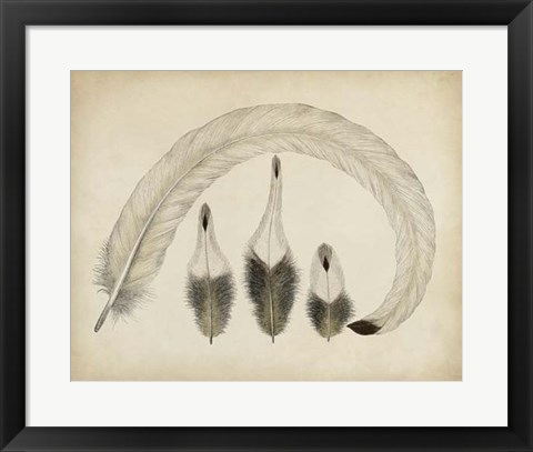 Framed Vintage Feathers IV Print