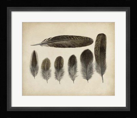 Framed Vintage Feathers VI Print